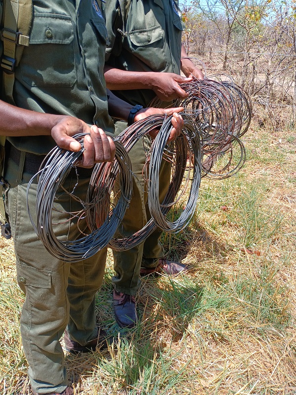 rangers-holding-snares
