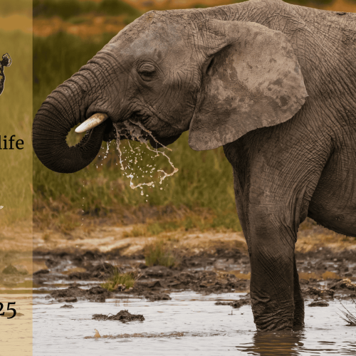 Bhejane: Dry Season Is Here – Water Demand Is At It’s Peak