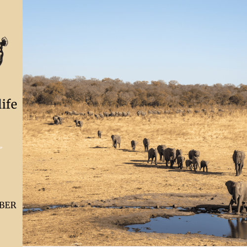 Bhejane: The Rains Are Here And The Wild Is Buzzing With Life