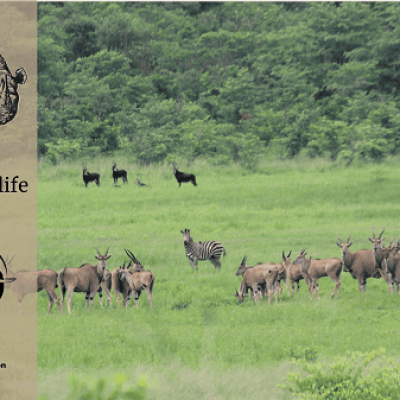 Bhejane: Wet Season Update