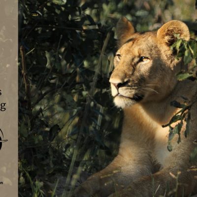 VFAPU: A Tragic Month For Victoria Falls